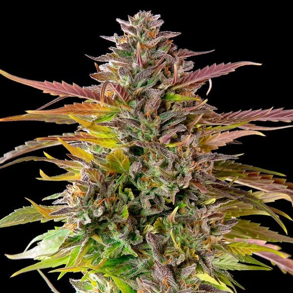 Royal Queen Seeds Cookies Gelato Feminisiert 3er Pack