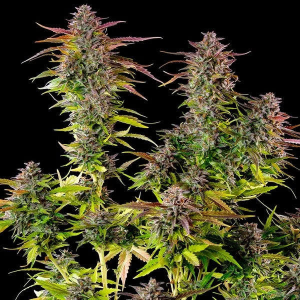Royal Queen Seeds Cookies Gelato Feminisiert 3er Pack