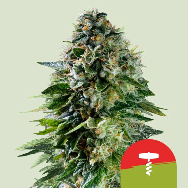 Royal Queen Seeds,Tyson Corkscrew Auto 3er Pack