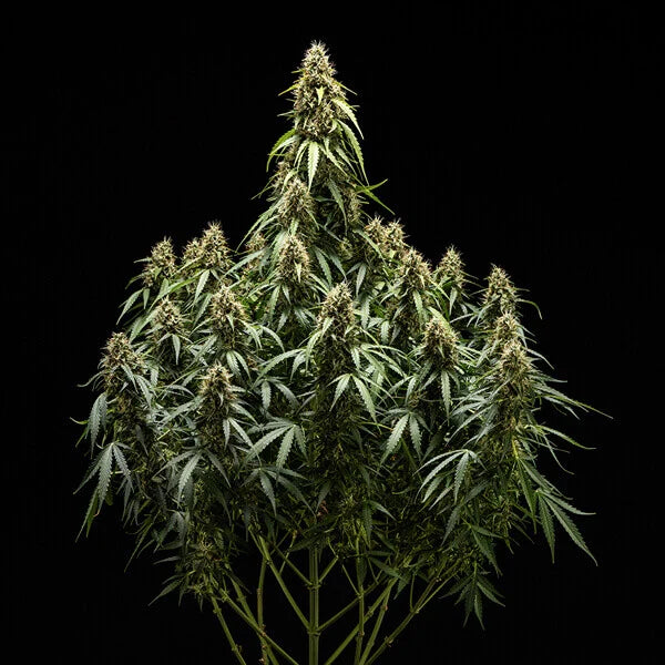 Royal Queen Seeds,Tyson Corkscrew Auto 3er Pack
