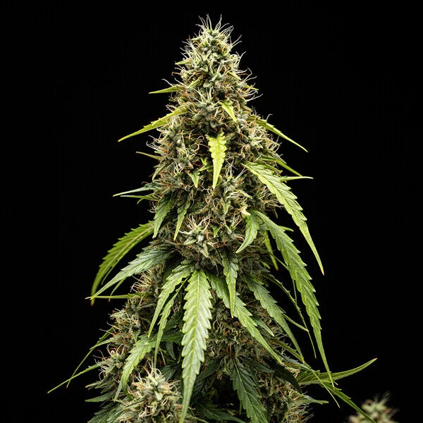Royal Queen Seeds,Tyson Corkscrew Auto 3er Pack