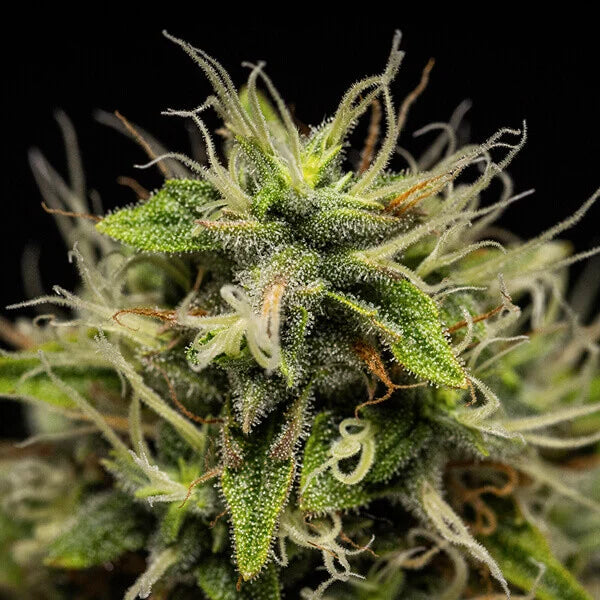 Royal Queen Seeds,Tyson Corkscrew Auto 3er Pack