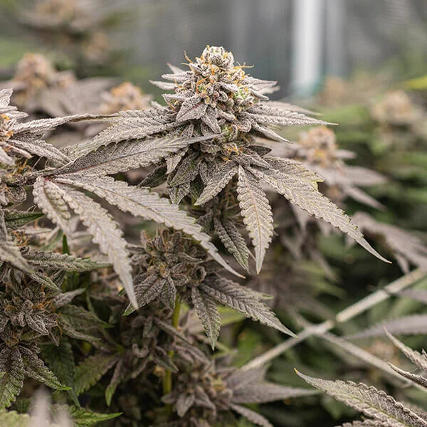 Royal Queen Seeds Tyson Dynamite Diesel Feminisiert 3er Pack