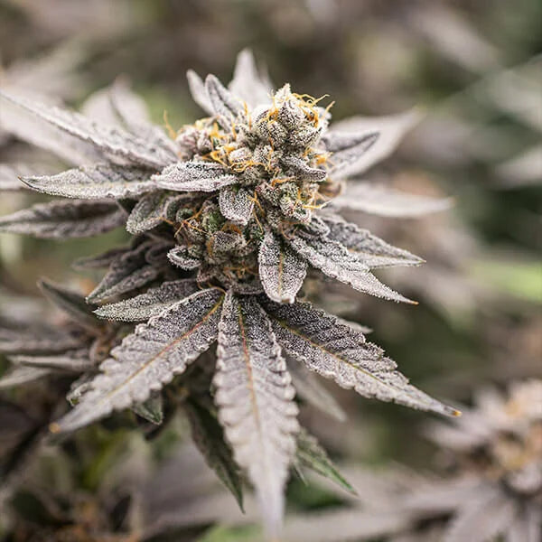 Royal Queen Seeds Tyson Dynamite Diesel Feminisiert 3er Pack