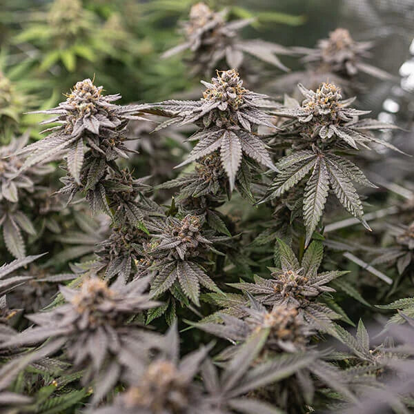 Royal Queen Seeds Tyson Dynamite Diesel Feminisiert 3er Pack