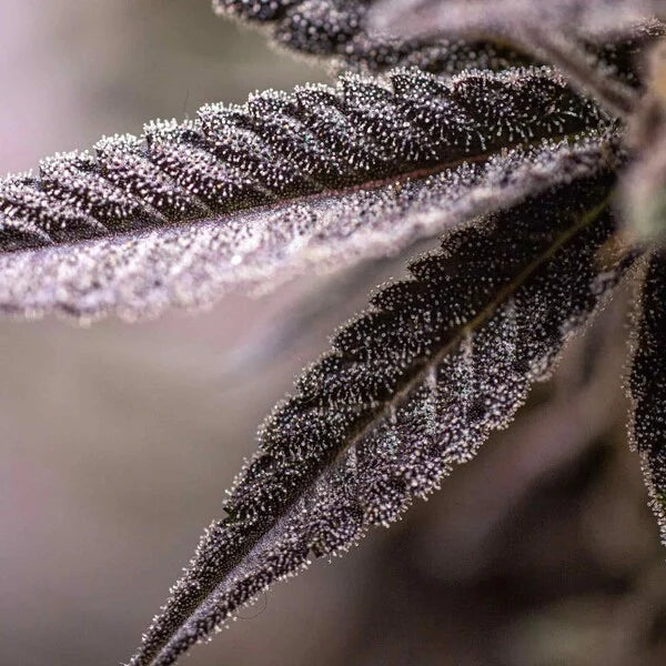 Royal Queen Seeds Tyson Dynamite Diesel Feminisiert 3er Pack