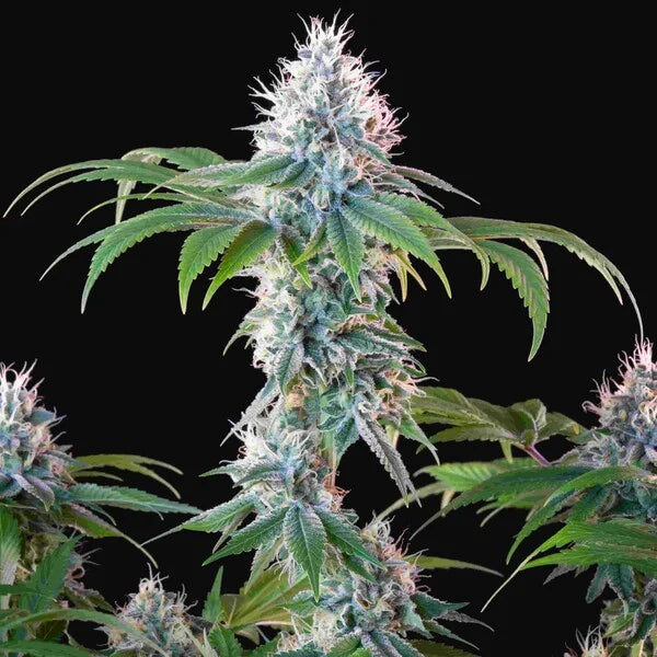 Royal Queen Seeds Tyson Dynamite Diesel Feminisiert 3er Pack