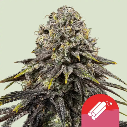 Royal Queen Seeds Tyson Dynamite Diesel Feminisiert 3er Pack