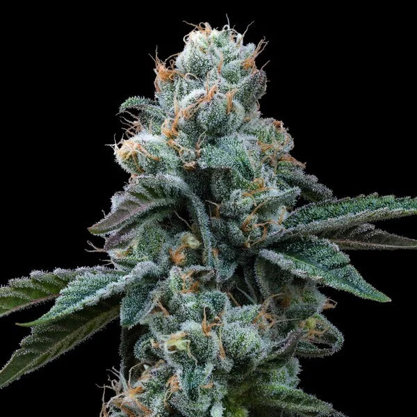 Royal Queen Seeds Tyson Dynamite Diesel Feminisiert 3er Pack