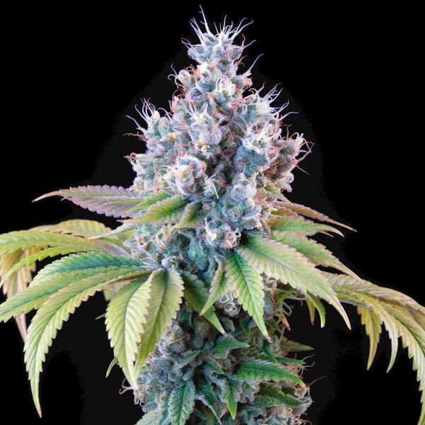 Royal Queen Seeds Tyson Dynamite Diesel Feminisiert 3er Pack