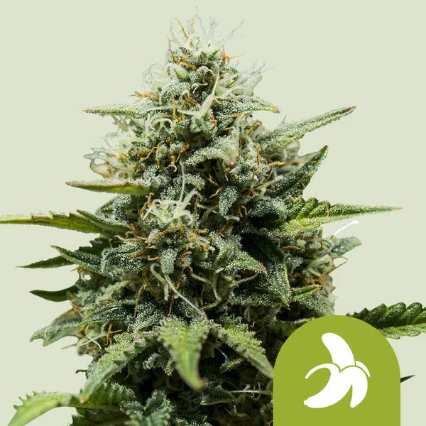 Royal Queen Seeds Fat Banana Auto 3er Pack
