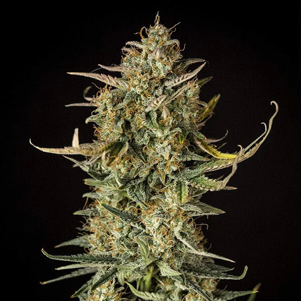 Royal Queen Seeds Fat Banana Auto 3er Pack