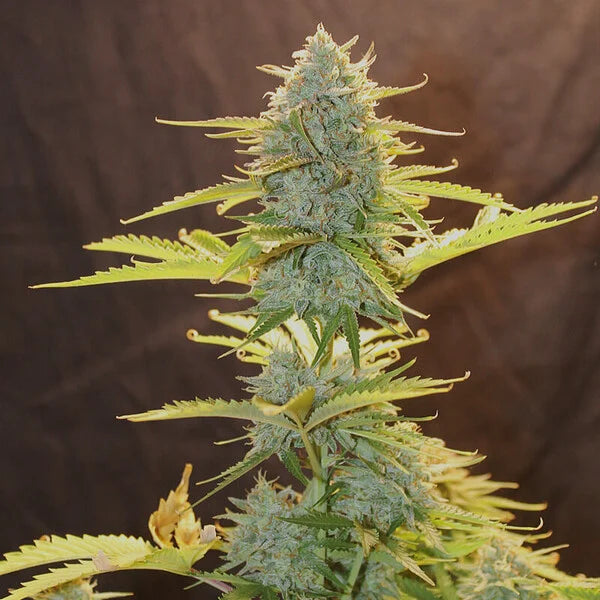 Royal Queen Seeds Fat Banana Auto 3er Pack