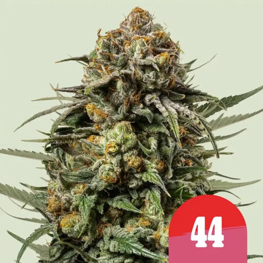 Royal Queen Seeds Tyson Gelato 44 Feminisiert 3er Pack