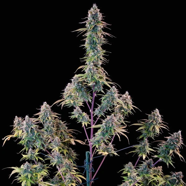 Royal Queen Seeds Tyson Gelato 44 Feminisiert 3er Pack