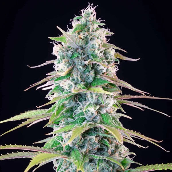 Royal Queen Seeds Tyson Gelato 44 Feminisiert 3er Pack
