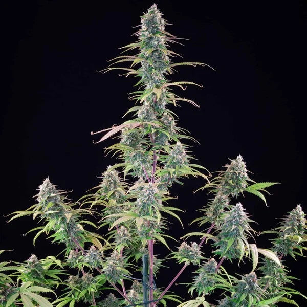 Royal Queen Seeds Tyson Gelato 44 Feminisiert 3er Pack