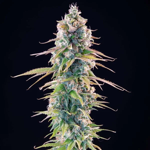 Royal Queen Seeds Tyson Gelato 44 Feminisiert 3er Pack