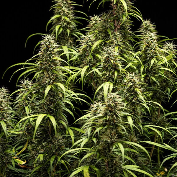 Royal Queen Seeds GOAT'lato Tyson Auto 3er Pack