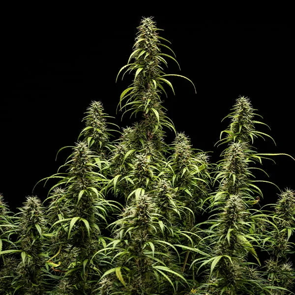 Royal Queen Seeds GOAT'lato Tyson Auto 3er Pack