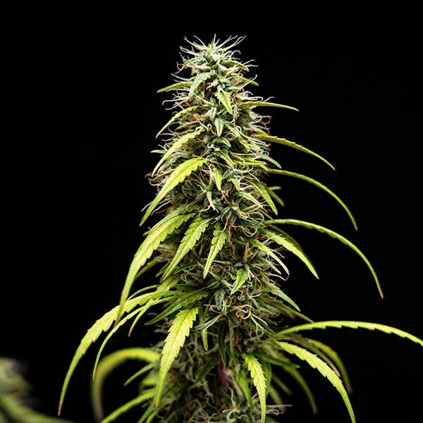 Royal Queen Seeds GOAT'lato Tyson Auto 3er Pack