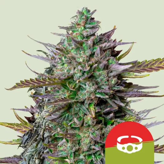 Royal Queen Seeds GOAT'lato Tyson Auto 3er Pack