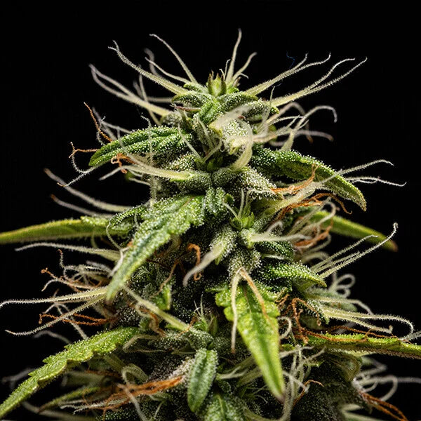 Royal Queen Seeds GOAT'lato Tyson Auto 3er Pack