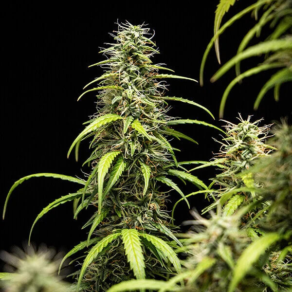 Royal Queen Seeds GOAT'lato Tyson Auto 3er Pack
