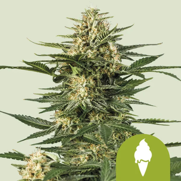 Royal Queen Seeds,Green Gelato Automatic 3er Pack