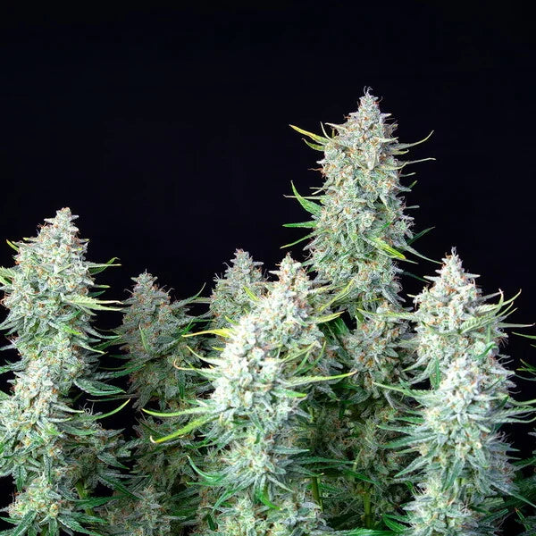 Royal Queen Seeds,Green Gelato Automatic 3er Pack