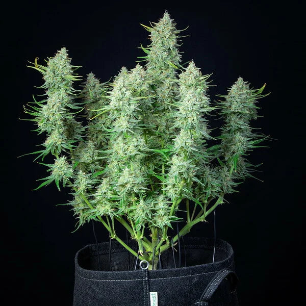 Royal Queen Seeds,Green Gelato Automatic 3er Pack