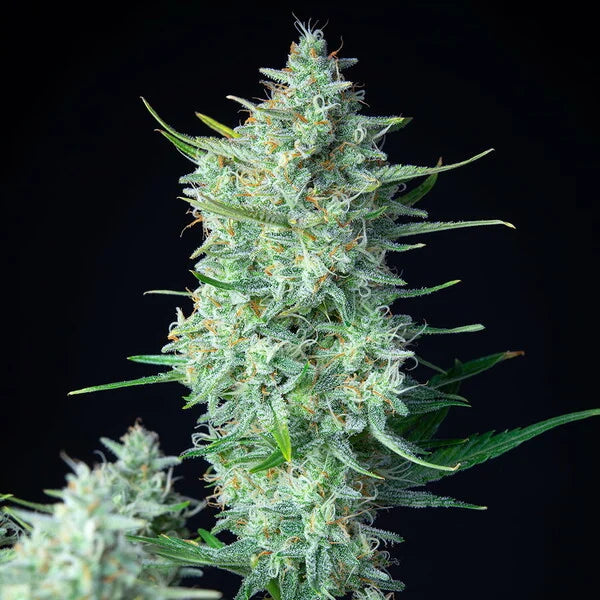 Royal Queen Seeds,Green Gelato Automatic 3er Pack