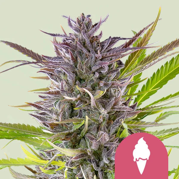 Royal Queen Seeds Green Gelato Feminisiert 3er Pack