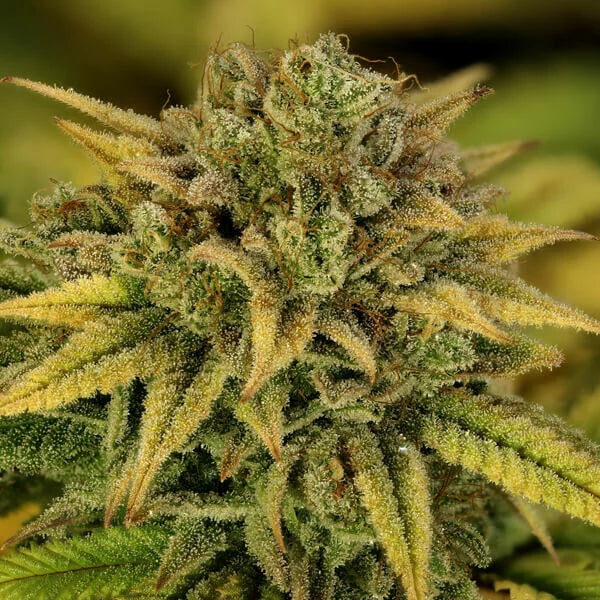 Royal Queen Seeds Green Gelato Feminisiert 3er Pack