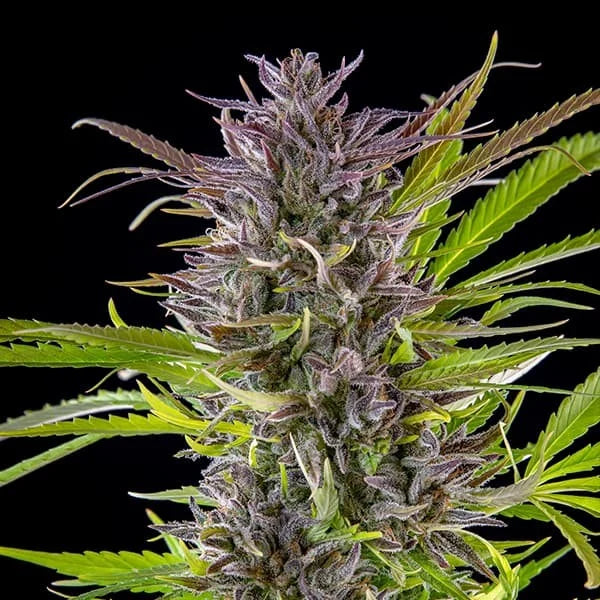 Royal Queen Seeds Green Gelato Feminisiert 3er Pack