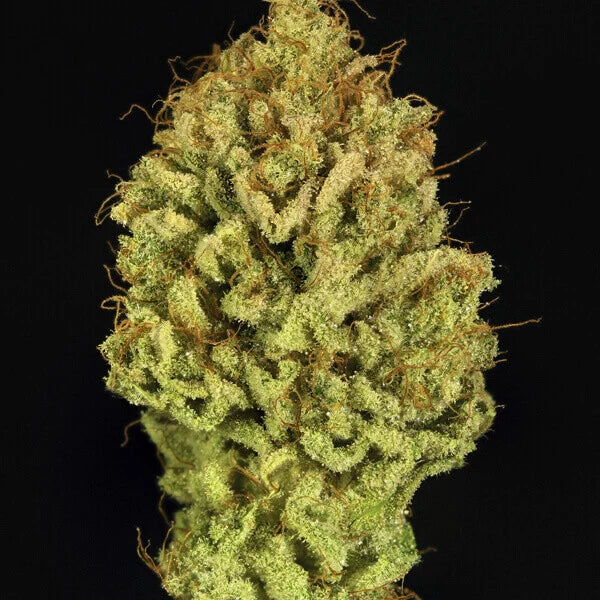 Royal Queen Seeds Green Gelato Feminisiert 3er Pack