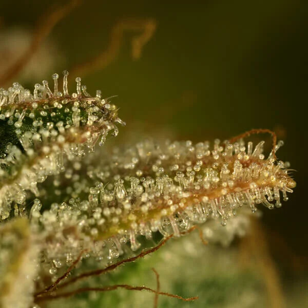 Royal Queen Seeds Green Gelato Feminisiert 3er Pack