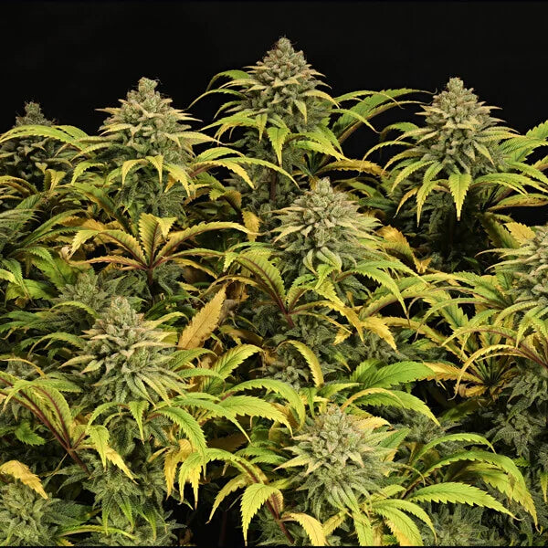 Royal Queen Seeds Green Gelato Feminisiert 3er Pack