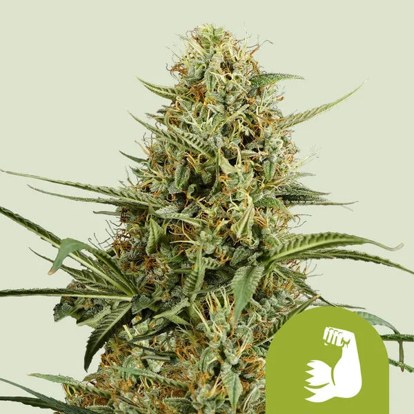 Royal Queen Seeds HulkBerry Auto 3er Pack