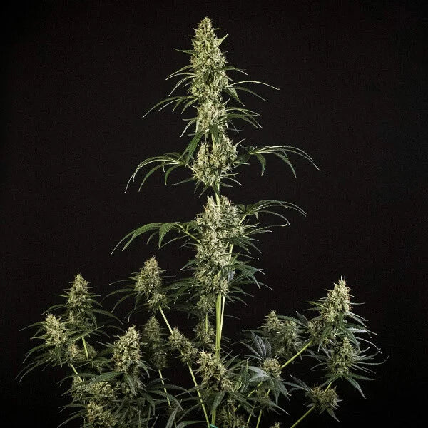 Royal Queen Seeds HulkBerry Auto 3er Pack