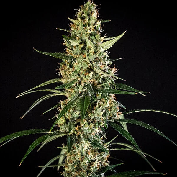 Royal Queen Seeds HulkBerry Auto 3er Pack