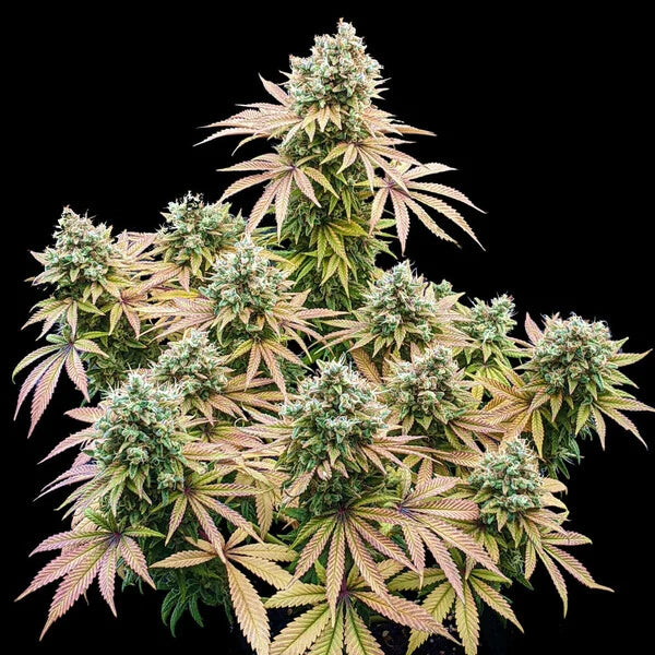 Royal Queen Seeds Lemon Shining Silver Haze Feminisiert 3er Pack