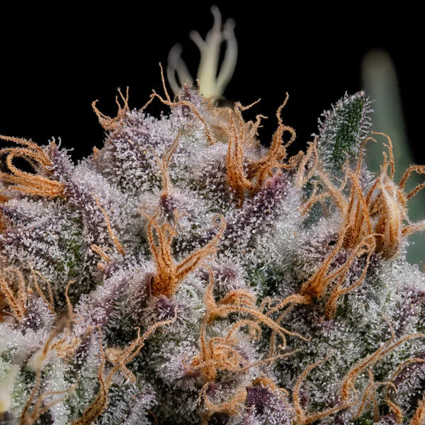 Royal Queen Seeds Lemon Shining Silver Haze Feminisiert 3er Pack