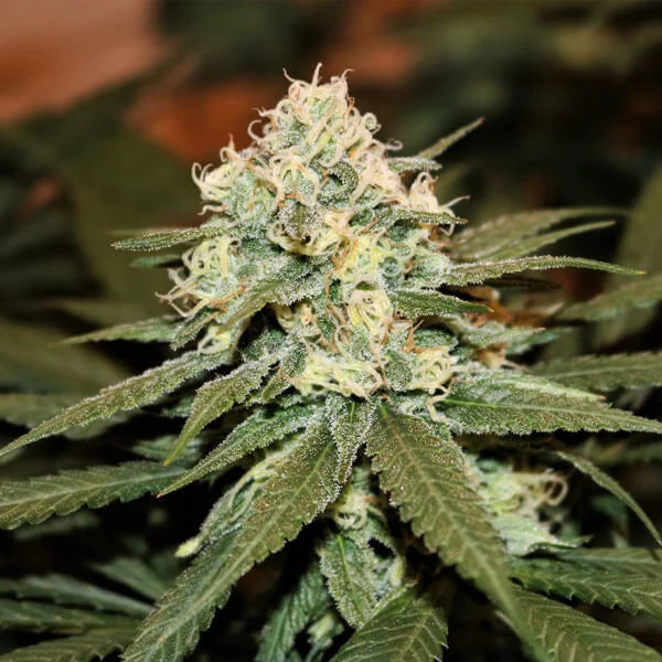 Royal Queen Seeds Lemon Shining Silver Haze Feminisiert 3er Pack