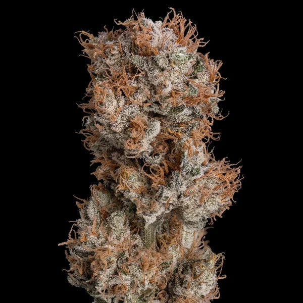 Royal Queen Seeds Lemon Shining Silver Haze Feminisiert 3er Pack