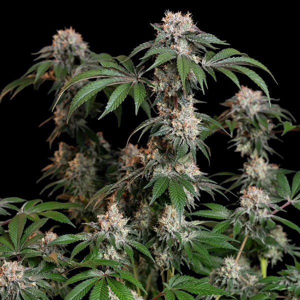 Royal Queen Seeds Lemon Shining Silver Haze Feminisiert 3er Pack