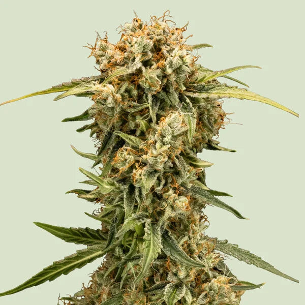 Royal Queen Seeds Medusa F1 Hybrid Auto 3er Pack