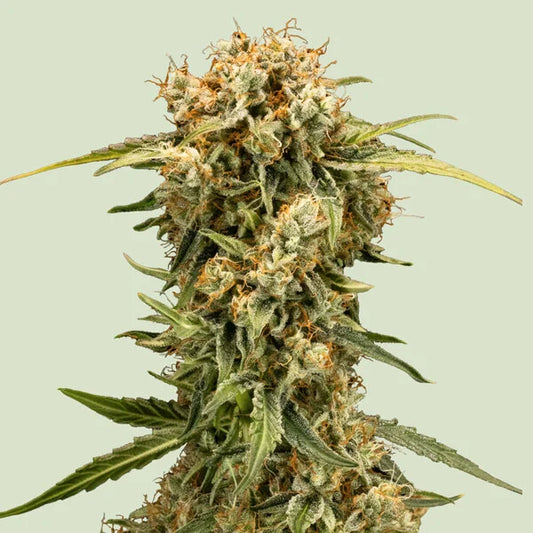 Royal Queen Seeds Medusa F1 Hybrid Auto 3er Pack