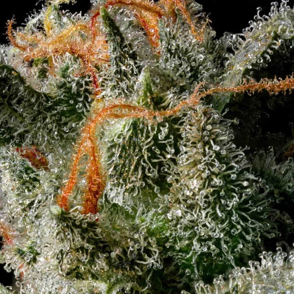 Royal Queen Seeds Medusa F1 Hybrid Auto 3er Pack