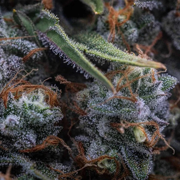 Royal Queen Seeds Medusa F1 Hybrid Auto 3er Pack